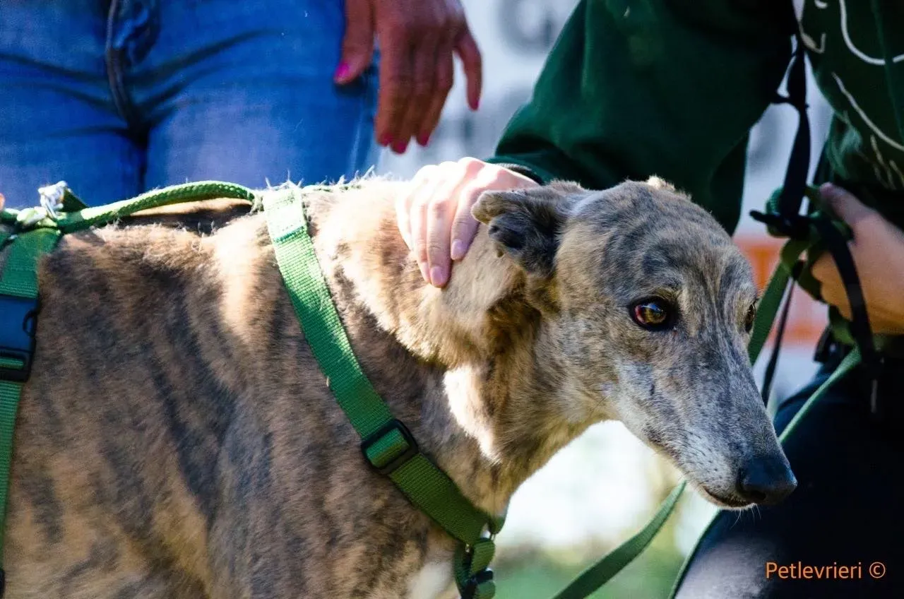 Yatecomo Duke adozione levrieri galgo 03