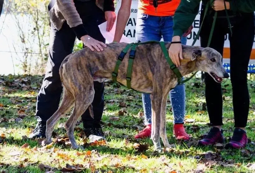 Yatecomo Duke adozione levrieri galgo 04