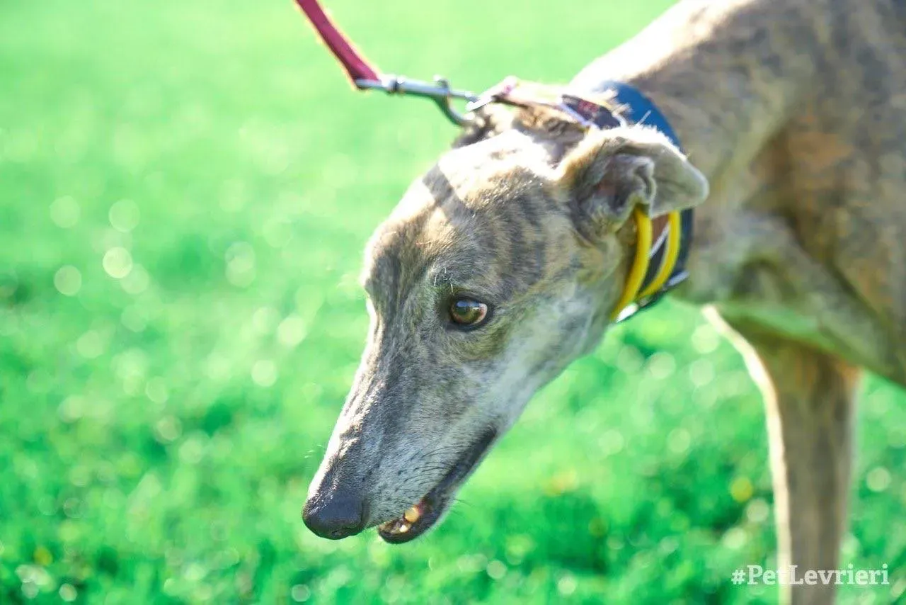 Yatecomo Duke adozione levrieri galgo 05