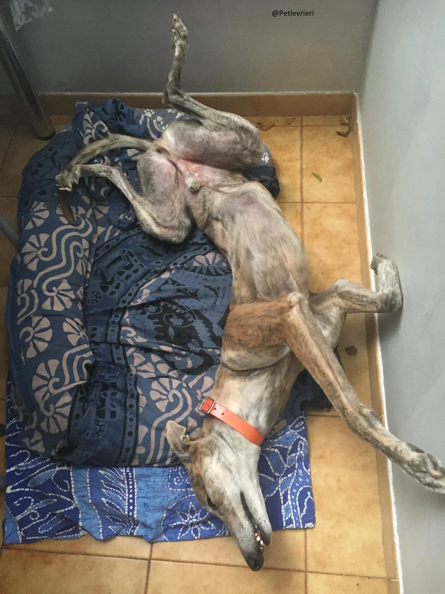 Yatecomo Duke  Greyhound Spagna adozione levrieri 1 1