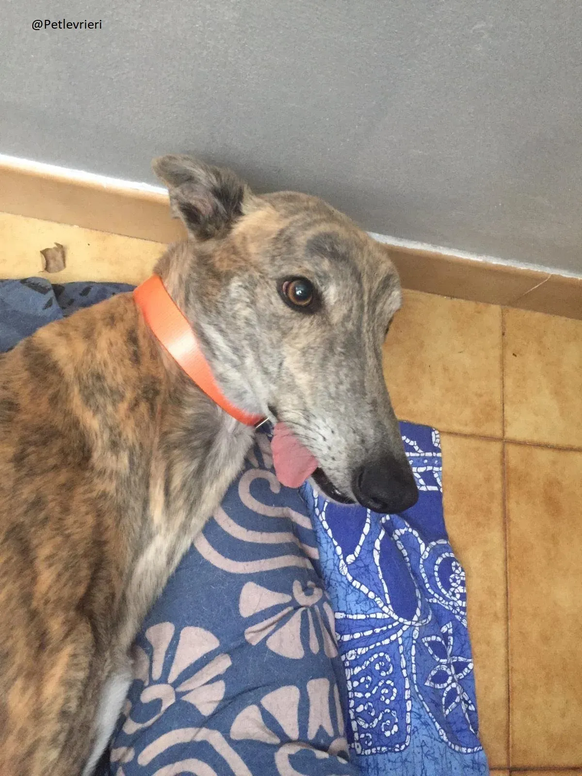 Yatecomo Duke  Greyhound Spagna adozione levrieri 1 2