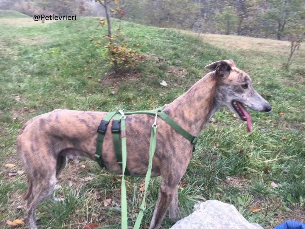 Yatecomo Duke  Greyhound Spagna adozione levrieri 1 3