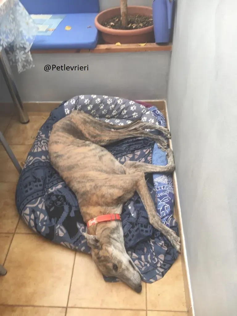 Yatecomo Duke  Greyhound Spagna adozione levrieri 1 4