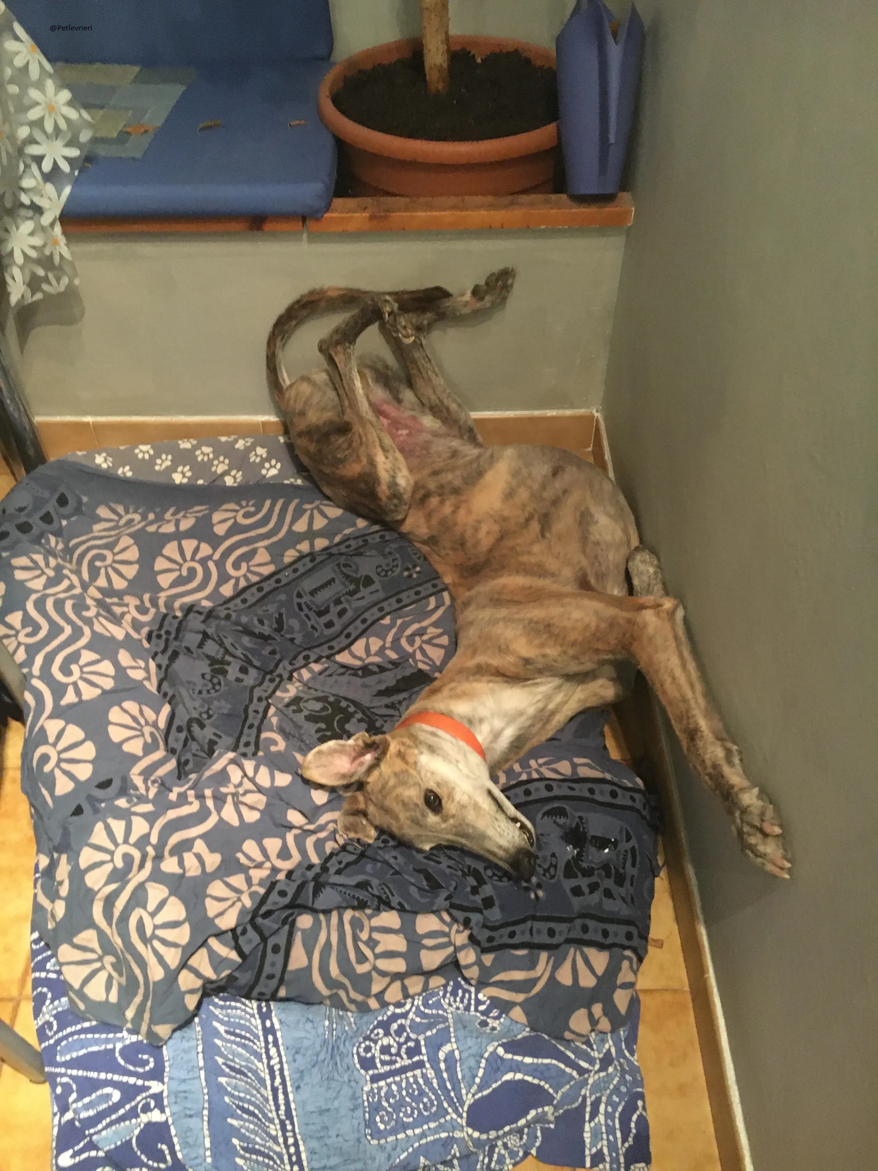 Yatecomo Duke  Greyhound Spagna adozione levrieri 1 5