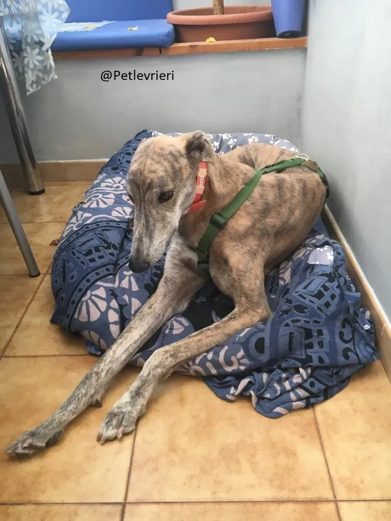 Yatecomo Duke  Greyhound Spagna adozione levrieri