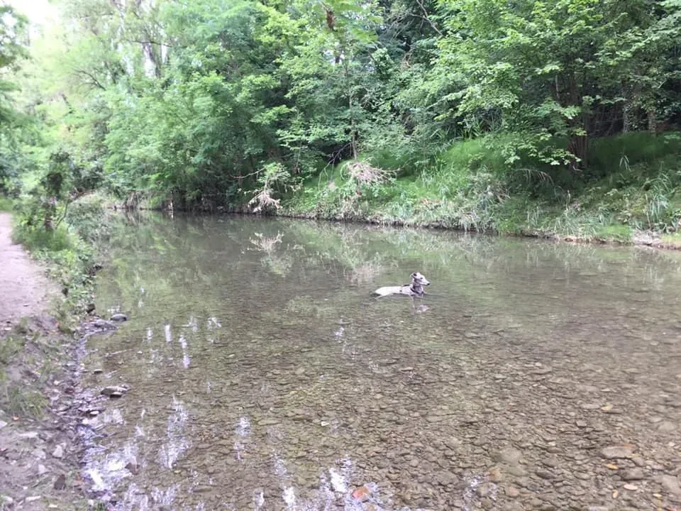 Younger Party Blu Greyhoud di Macau Felice 1