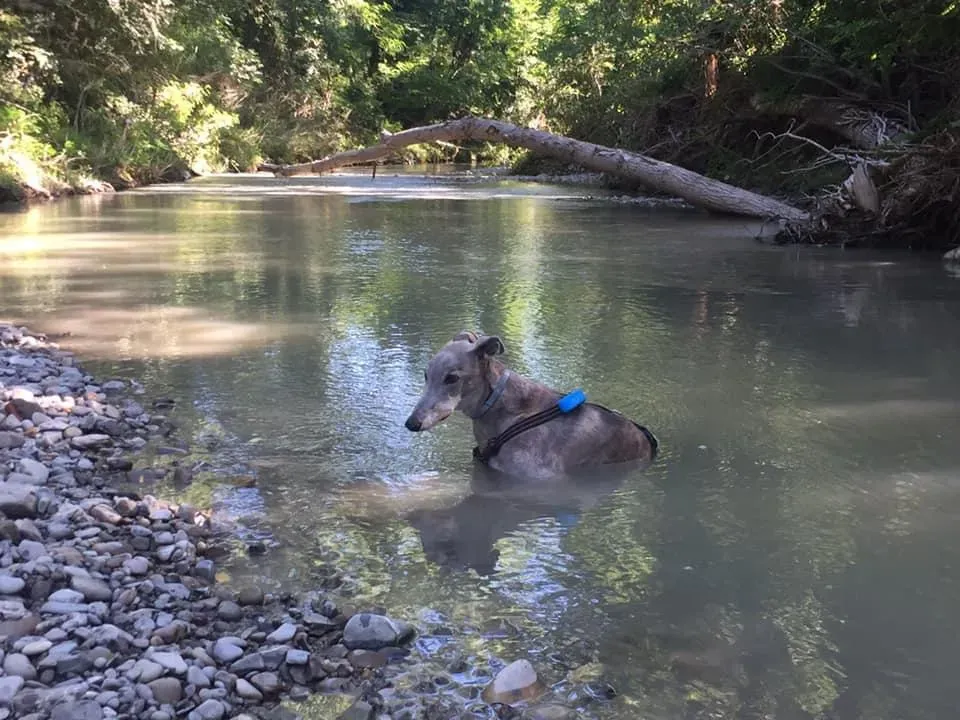 Younger Party Blu Greyhoud di Macau Felice 2