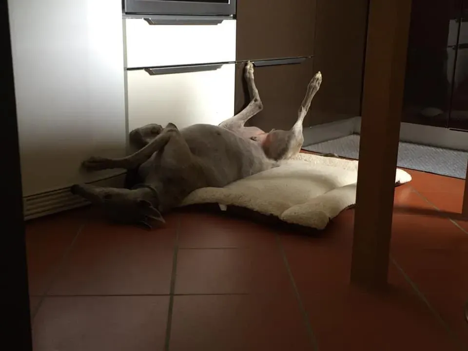 Younger Party Blu Greyhoud di Macau Felice 3