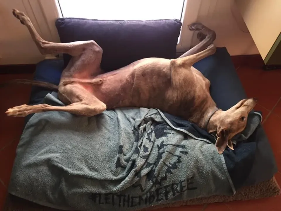 Younger Party Blu Greyhoud di Macau Felice 4