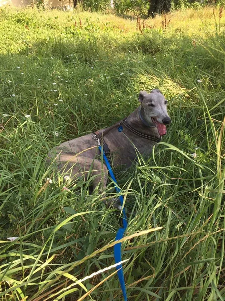 Younger Party Blu Greyhoud di Macau Felice 5