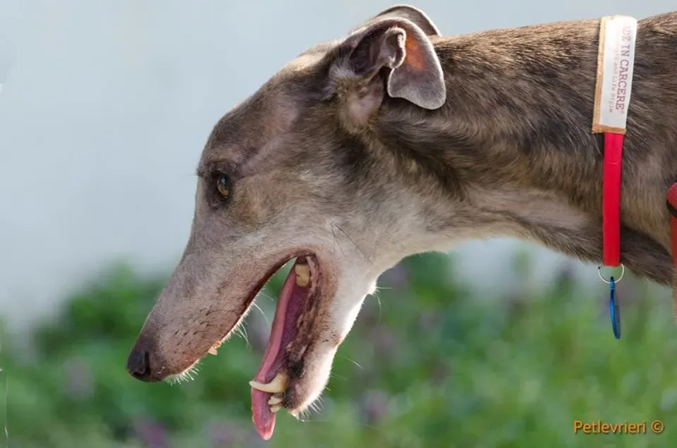 Younger Party Greyhound di Macao Adozione levrieri Foster 1