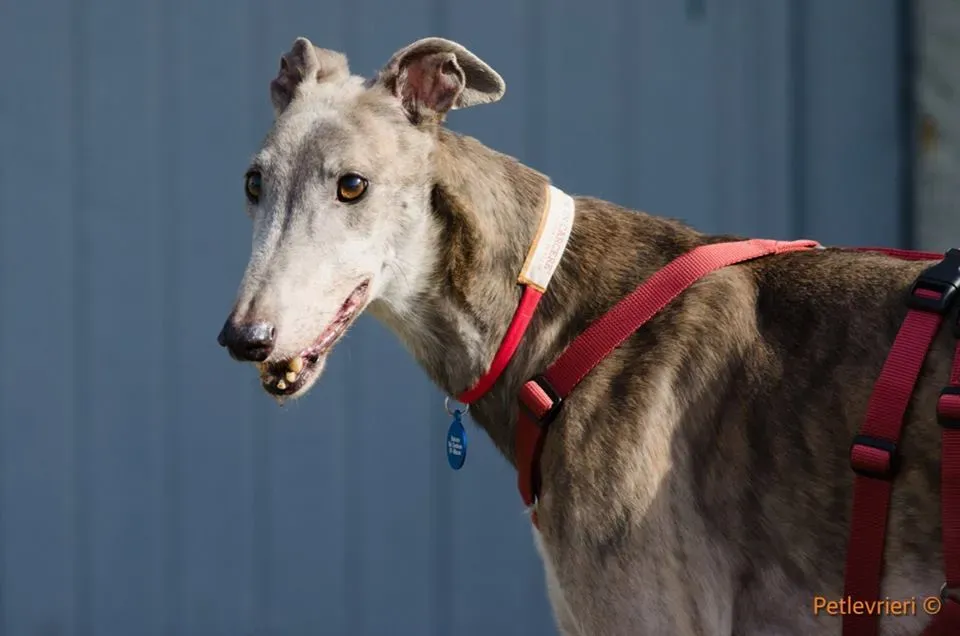 Younger Party Greyhound di Macao Adozione levrieri Foster 10