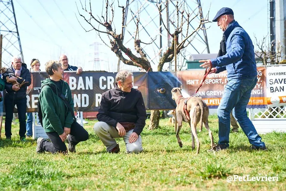 Younger Party Greyhound di Macao Adozione levrieri Foster 2