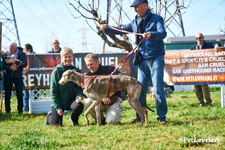 Younger Party Greyhound di Macao Adozione levrieri Foster 3