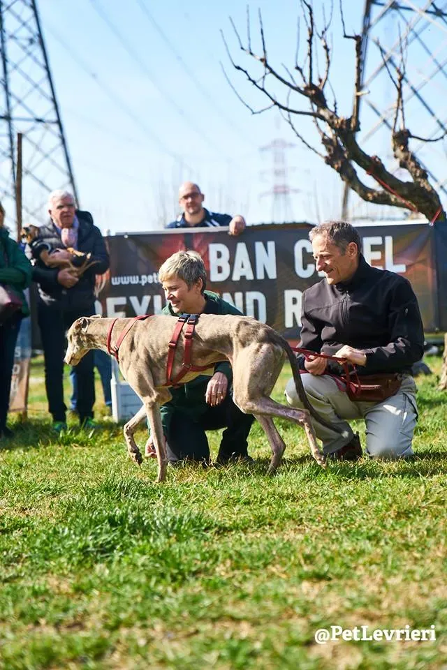 Younger Party Greyhound di Macao Adozione levrieri Foster 4