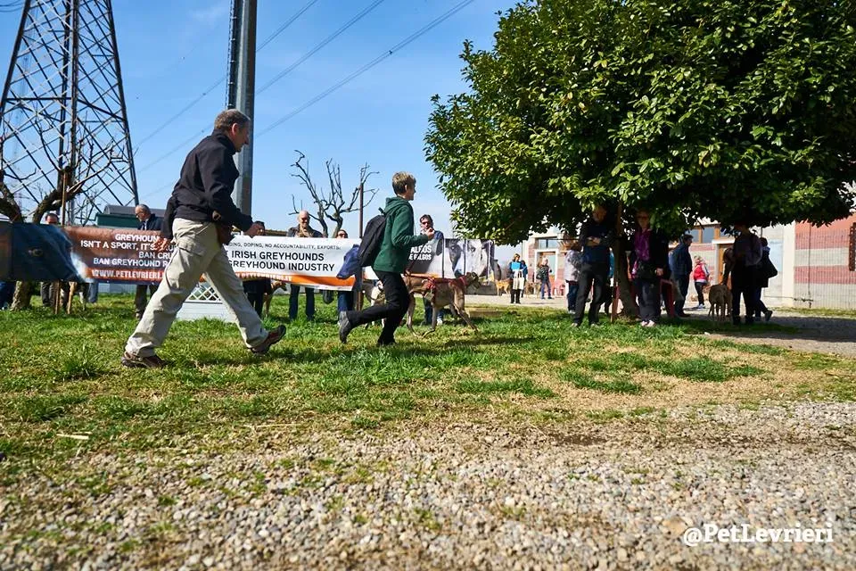 Younger Party Greyhound di Macao Adozione levrieri Foster 5