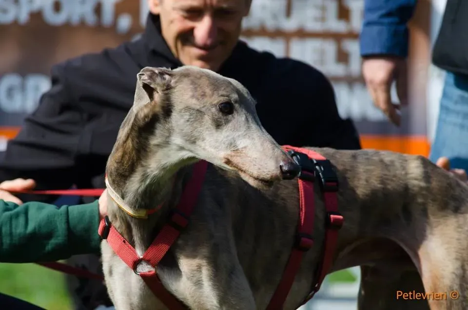 Younger Party Greyhound di Macao Adozione levrieri Foster 6