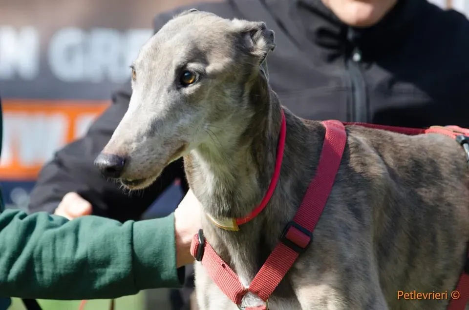 Younger Party Greyhound di Macao Adozione levrieri Foster 7
