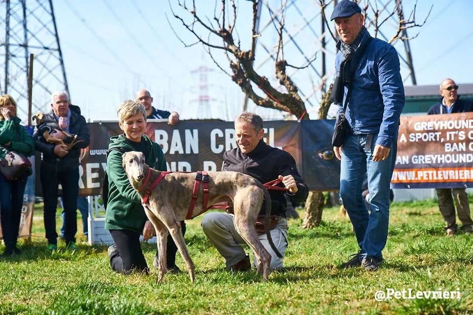 Younger Party Greyhound di Macao Adozione levrieri Foster 8