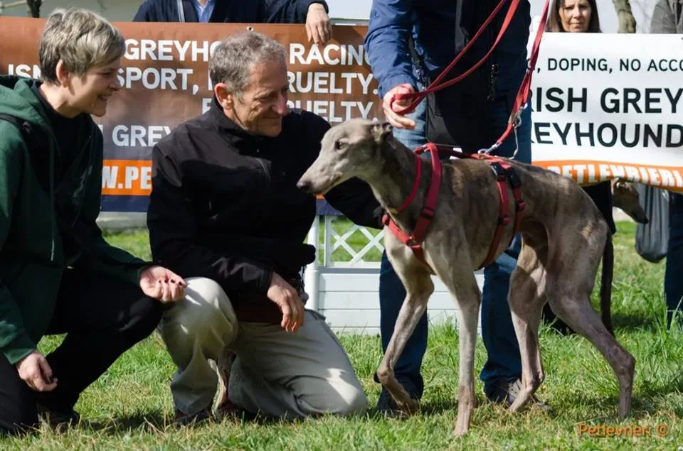 Younger Party Greyhound di Macao Adozione levrieri Foster 9