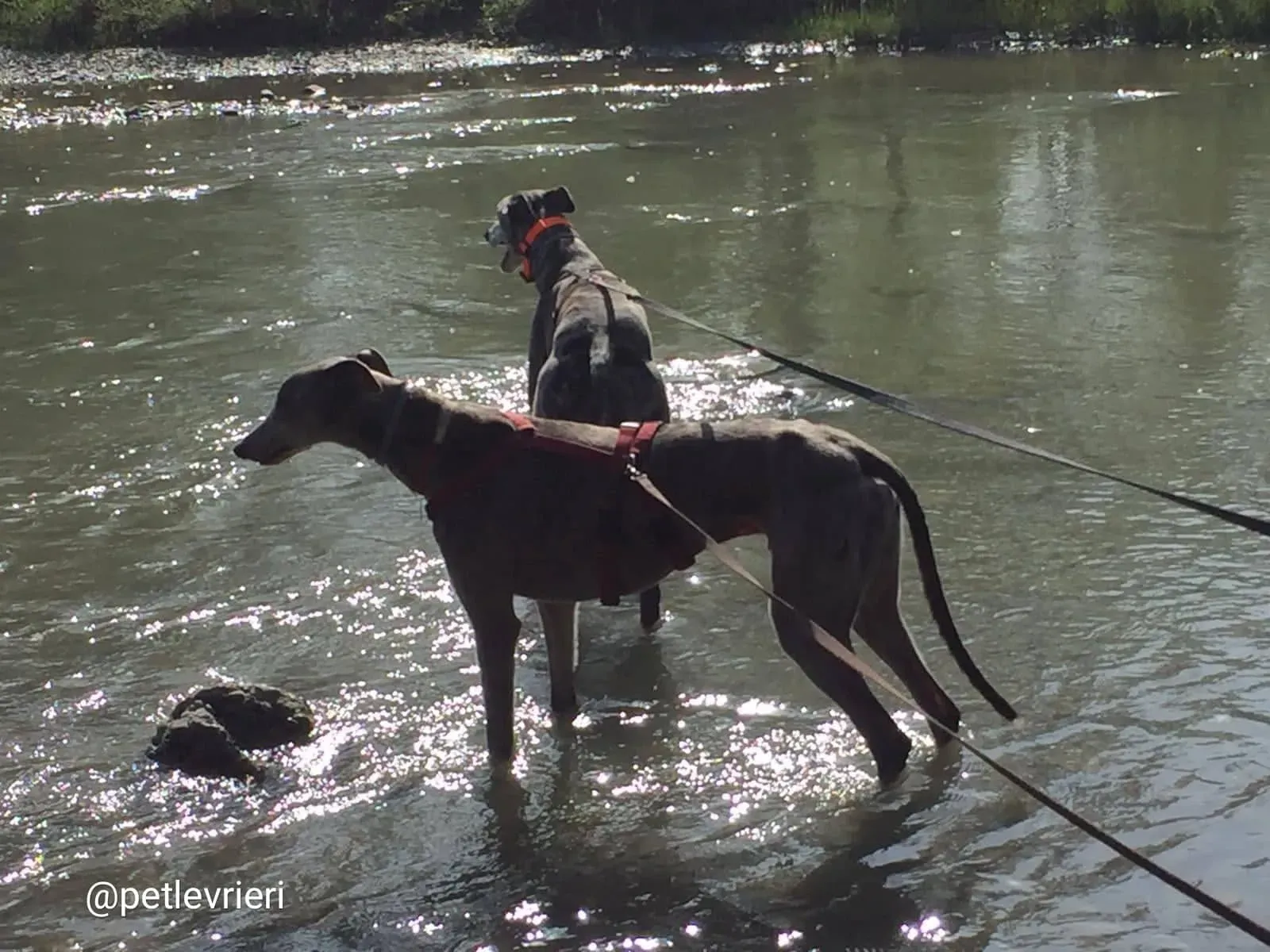 YoungerParty adozione greyhound macao 1 1