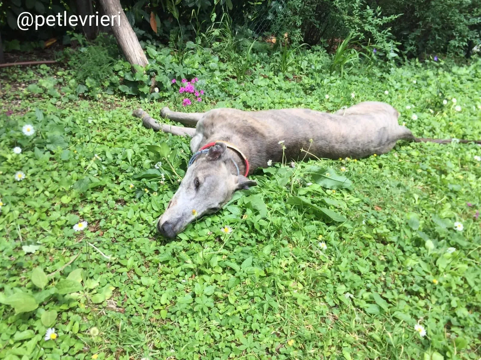 YoungerParty adozione greyhound macao 10