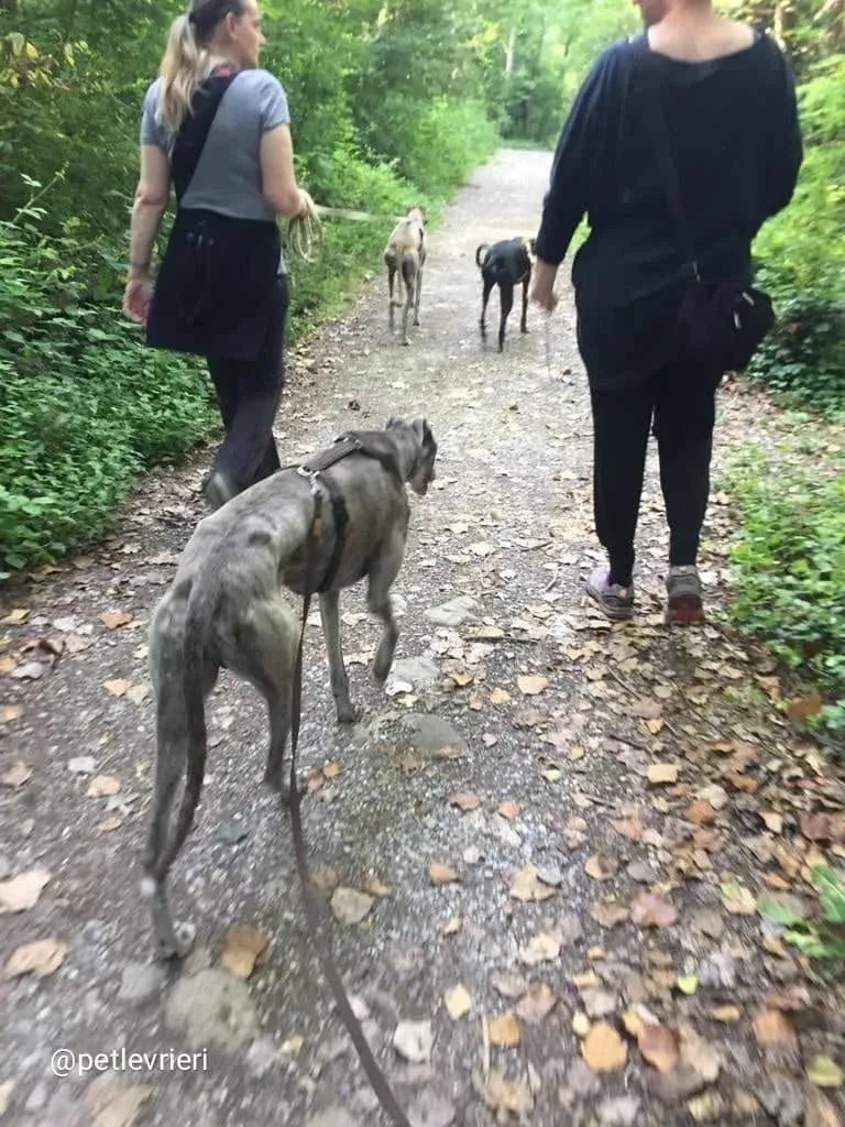 YoungerParty adozione greyhound macao 11