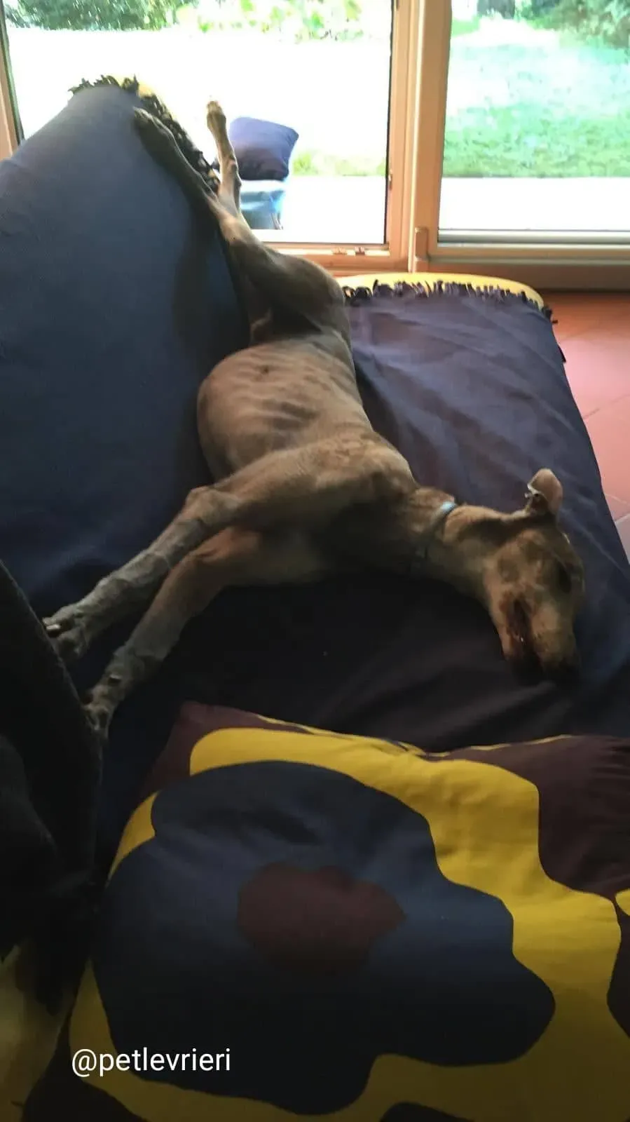 YoungerParty adozione greyhound macao 12