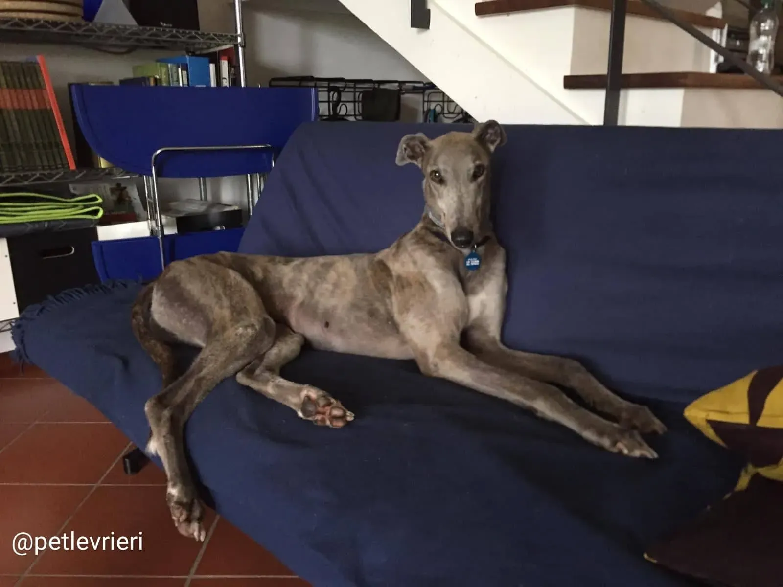 YoungerParty adozione greyhound macao 2 1