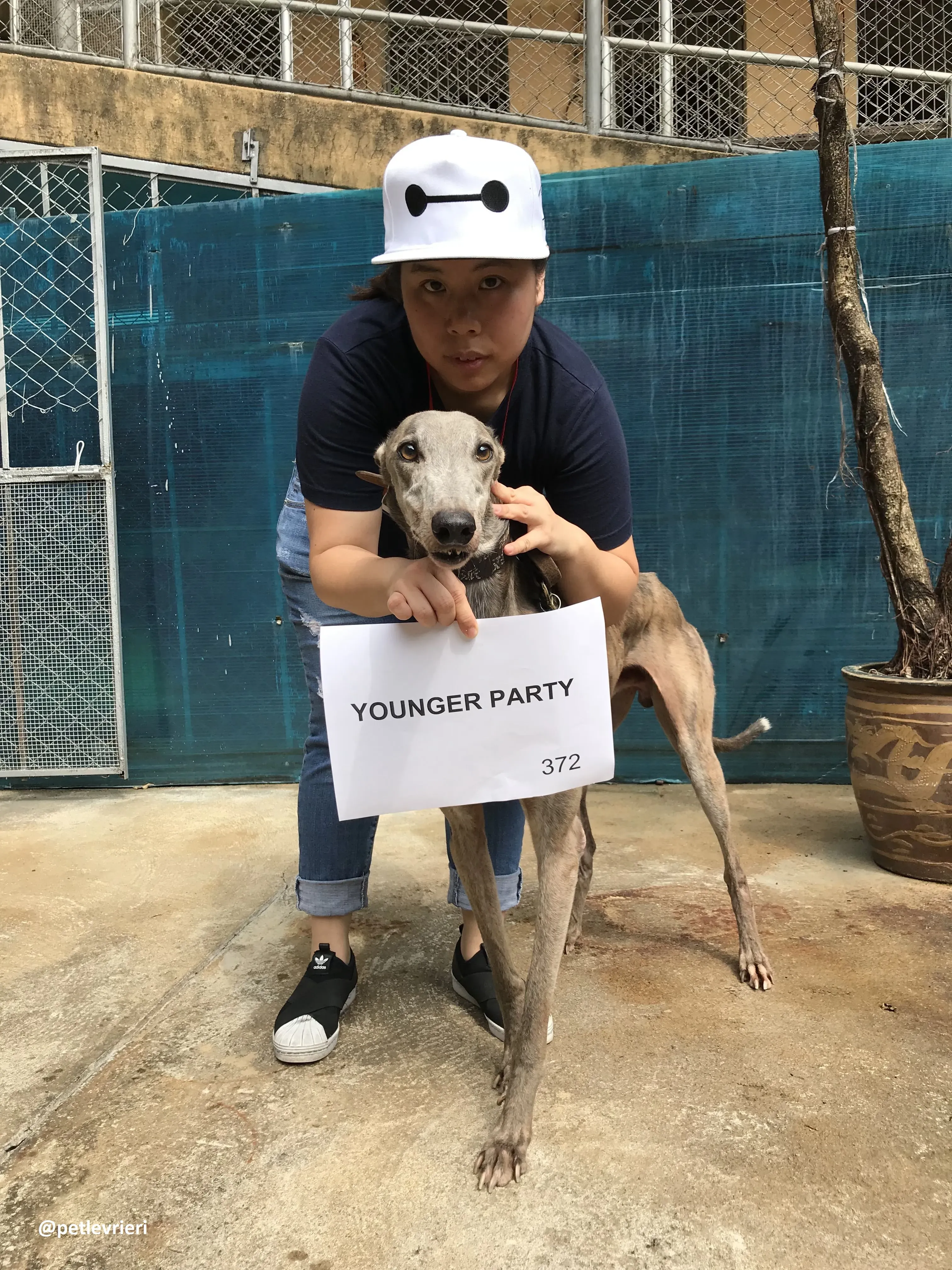 YoungerParty adozione greyhound macao 2