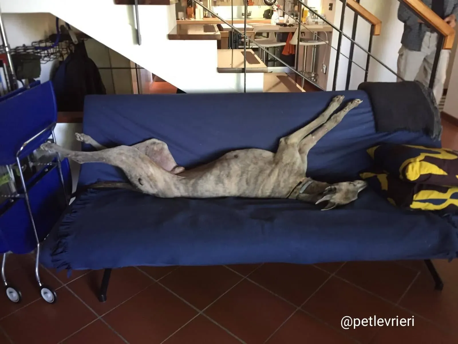 YoungerParty adozione greyhound macao 3 1