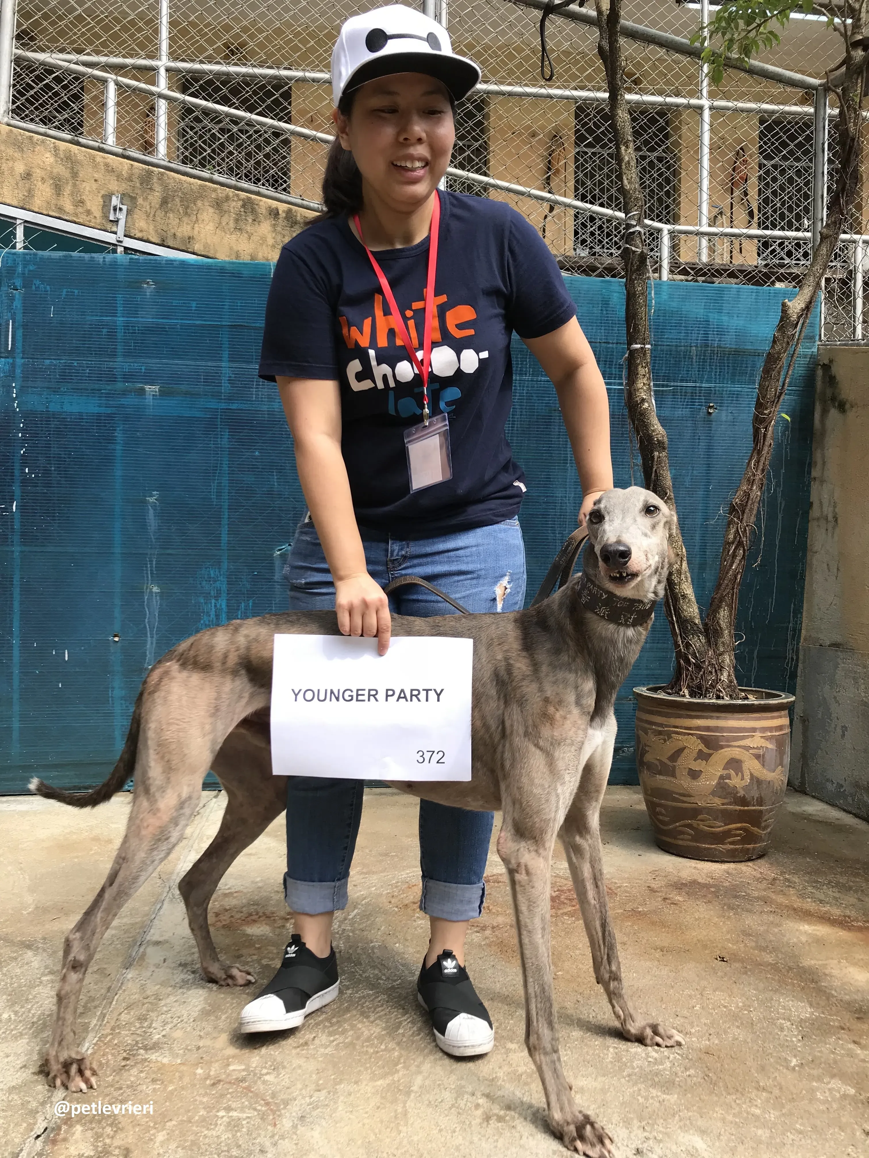 YoungerParty adozione greyhound macao 3