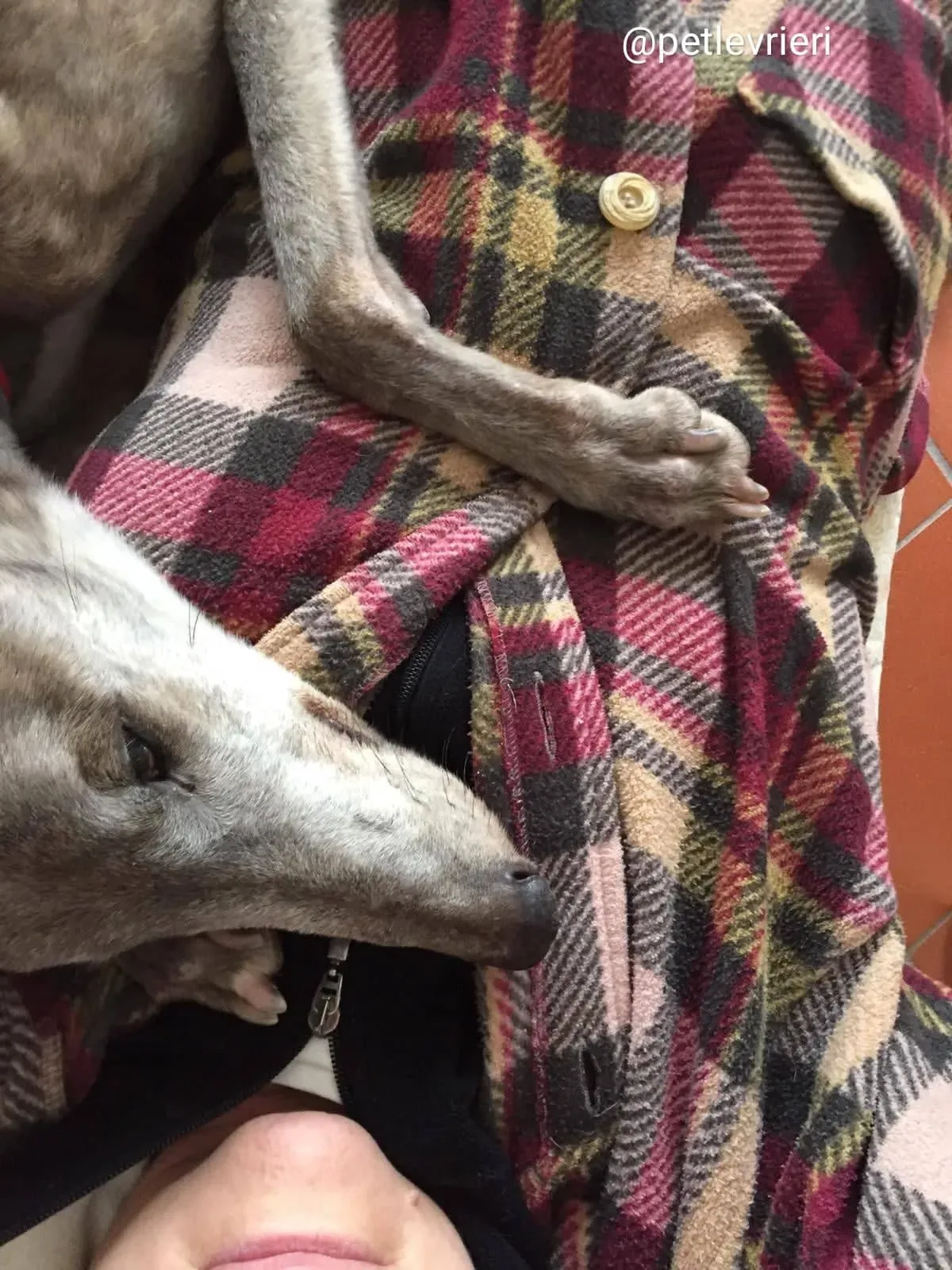 YoungerParty adozione greyhound macao 4 1