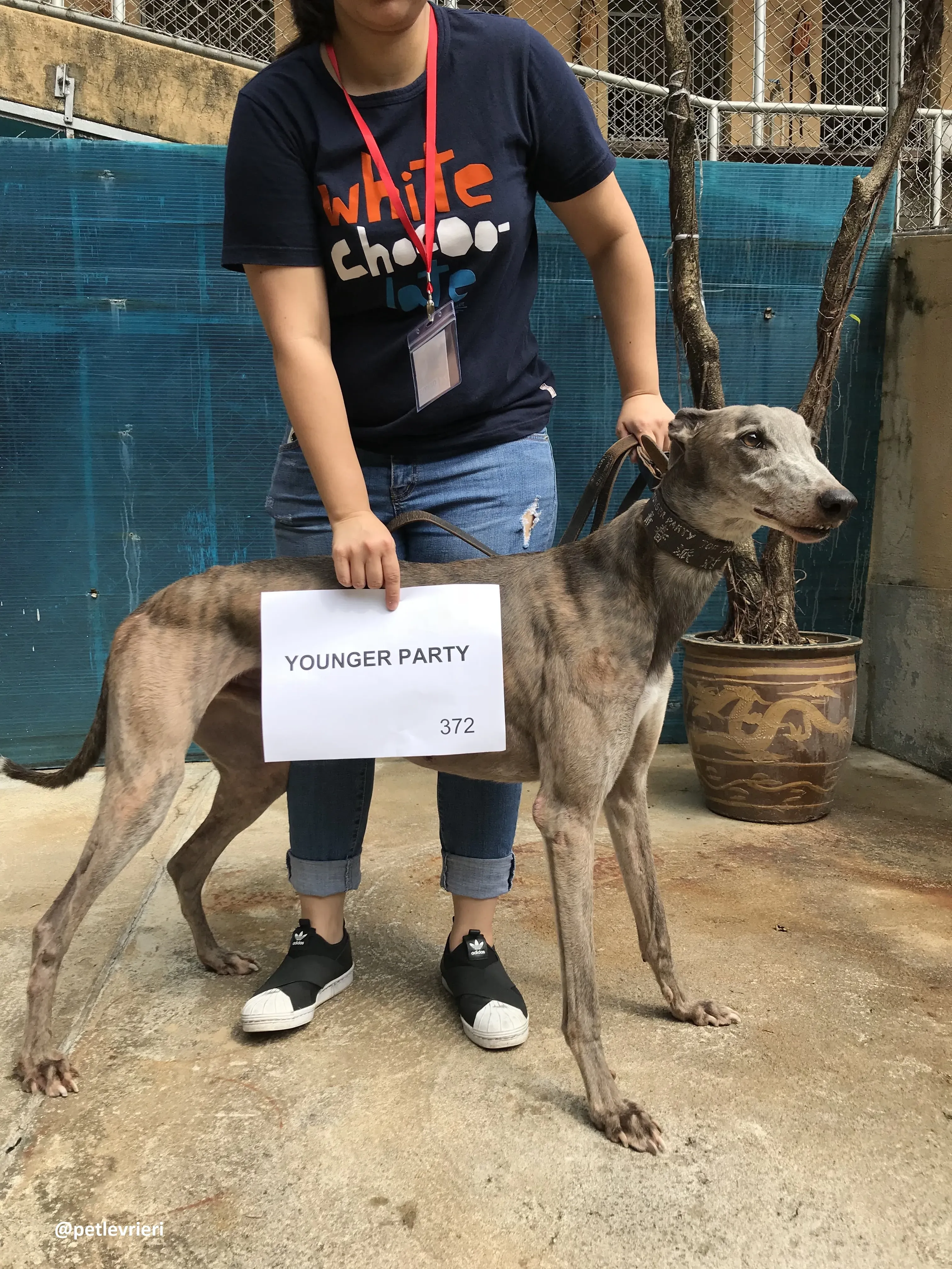 YoungerParty adozione greyhound macao 5
