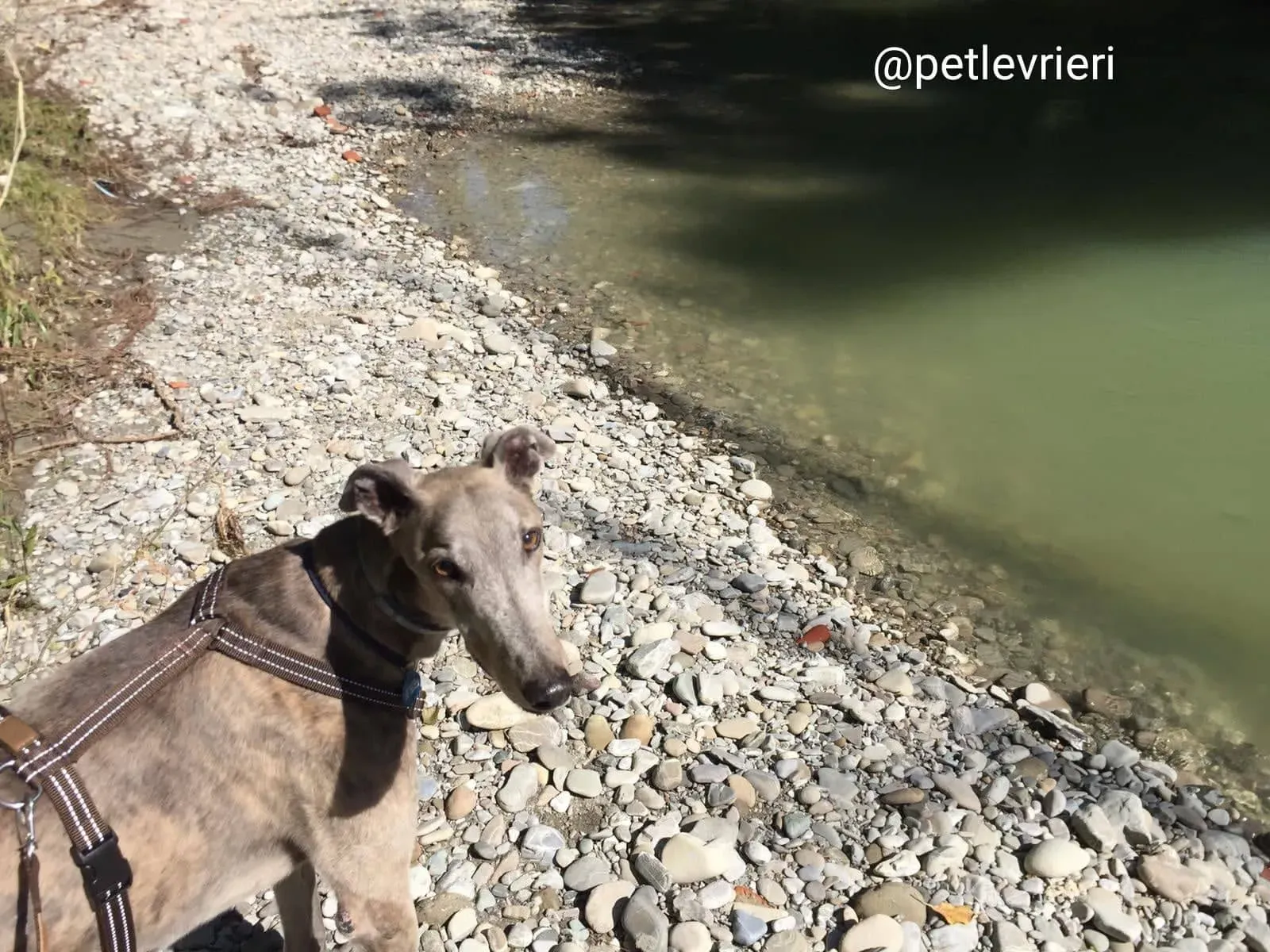 YoungerParty adozione greyhound macao 6 1