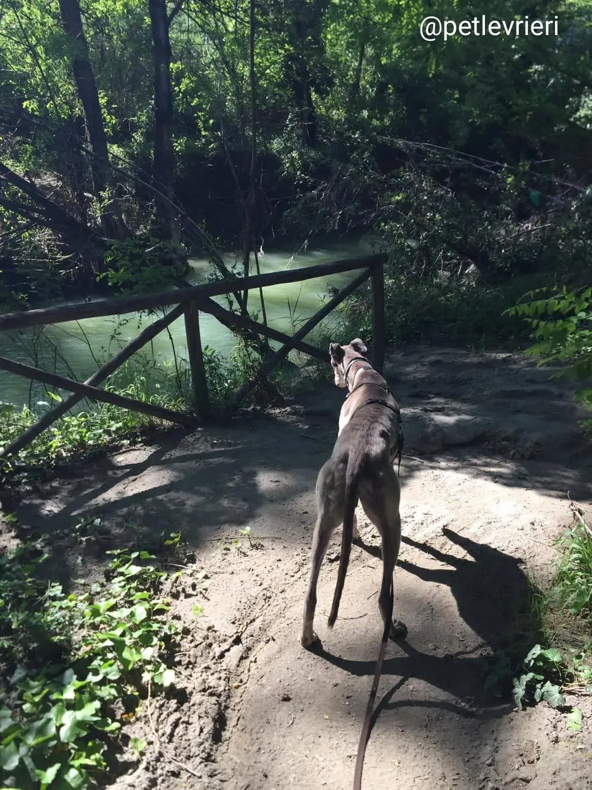 YoungerParty adozione greyhound macao 6