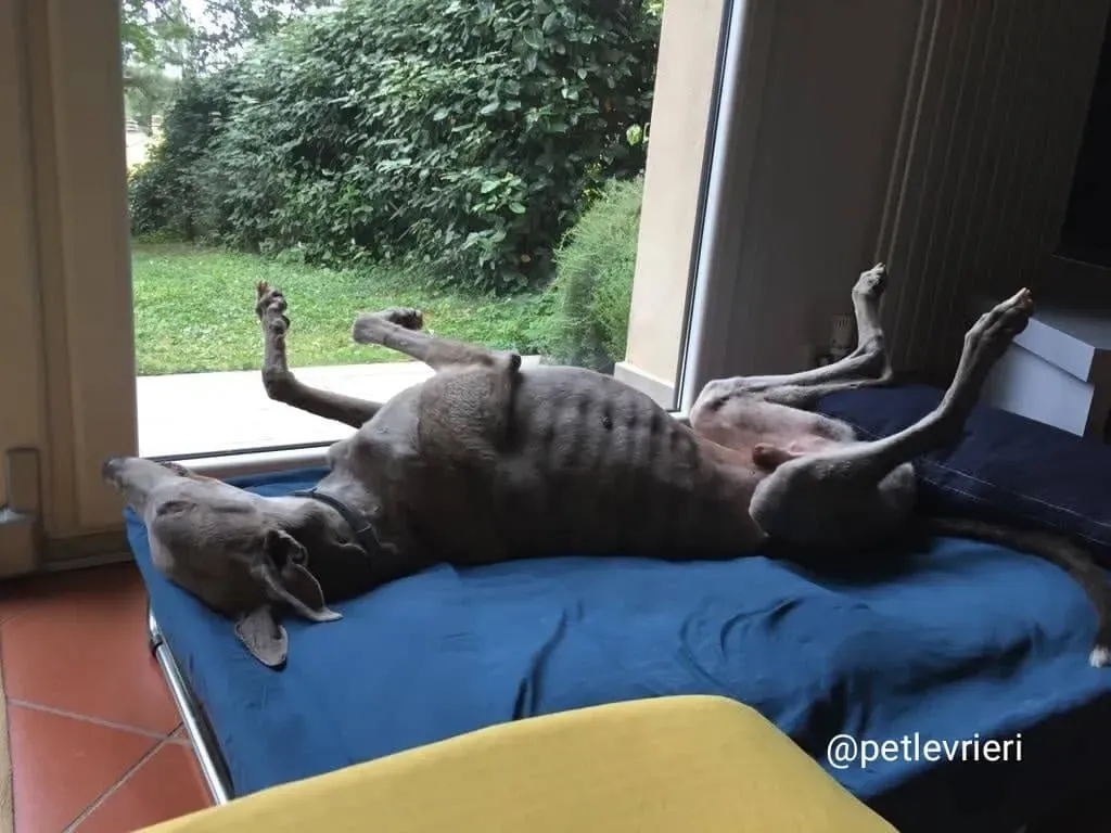 YoungerParty adozione greyhound macao 7