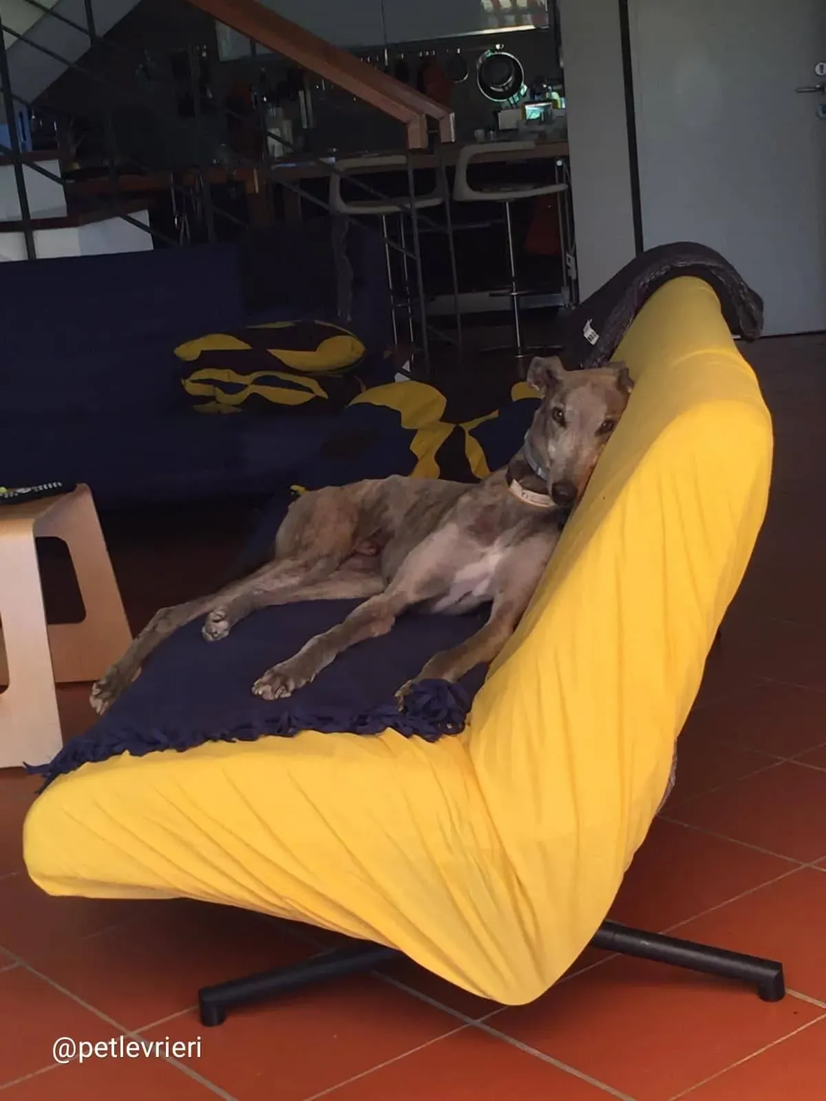 YoungerParty adozione greyhound macao 9