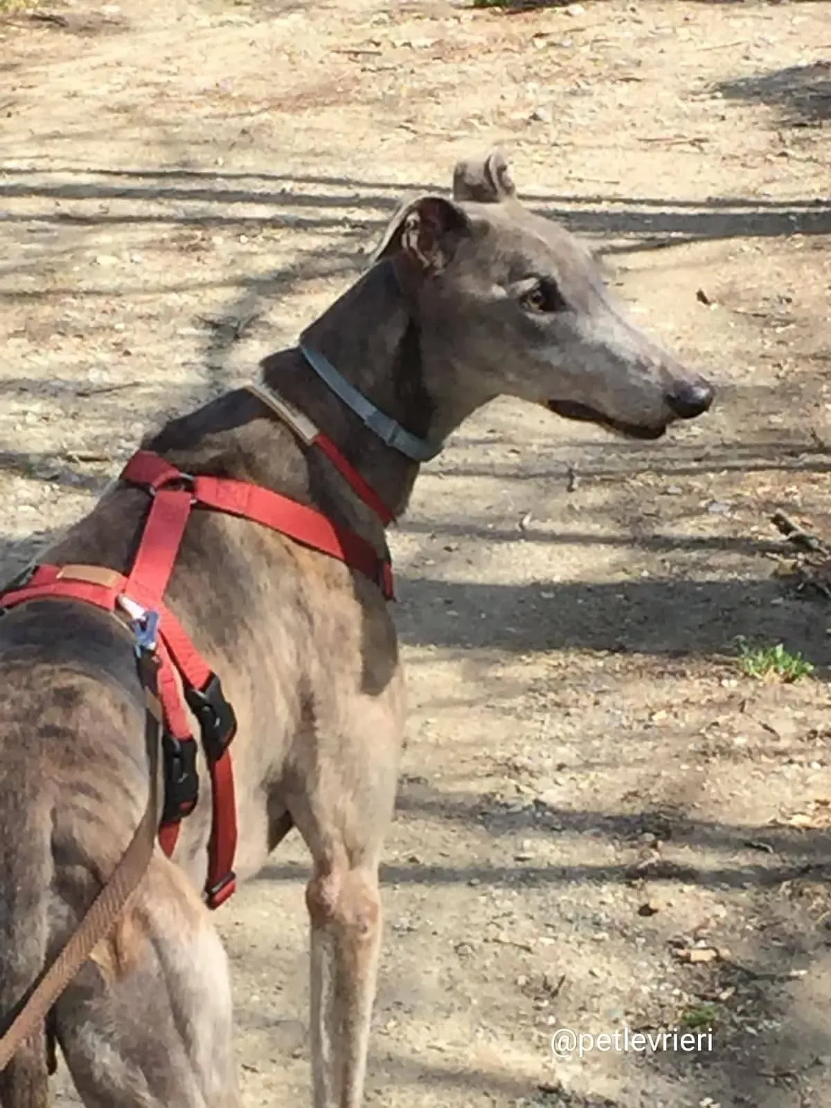 YoungerParty adozione greyhound.macao 5