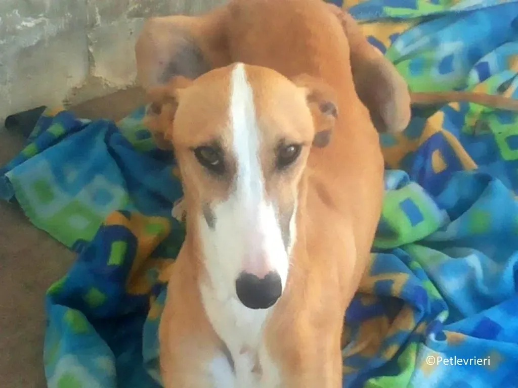 Yuka adozioni levrieri galgo 01