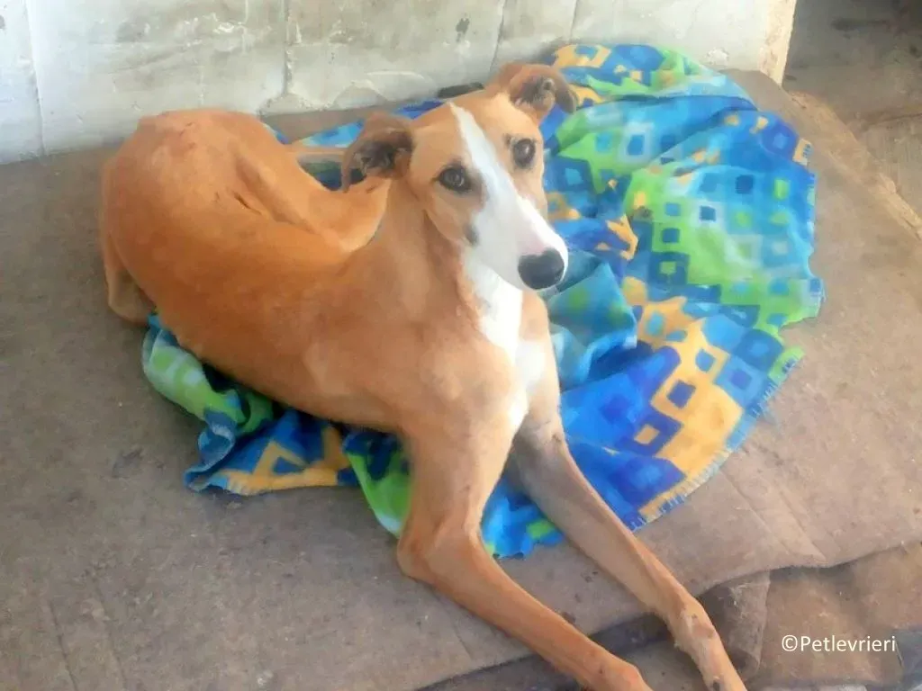 Yuka adozioni levrieri galgo 02