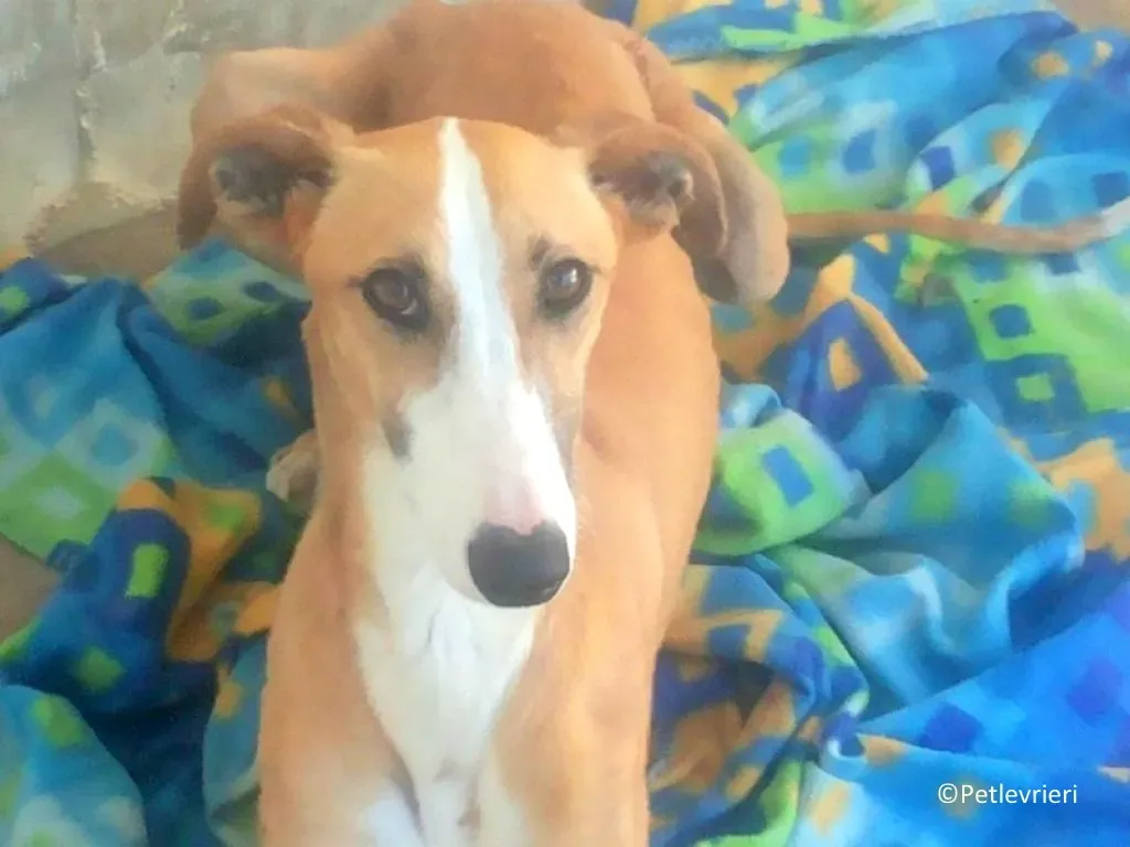 Yuka adozioni levrieri galgo 03