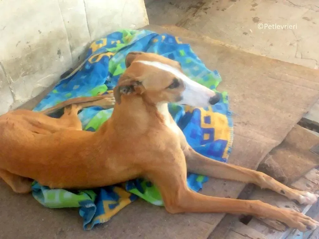 Yuka adozioni levrieri galgo 05