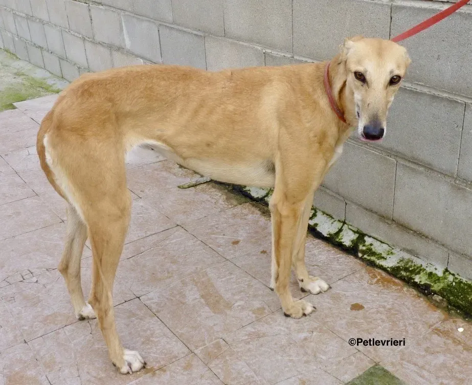 Yuma adozione levrieri galgo 01