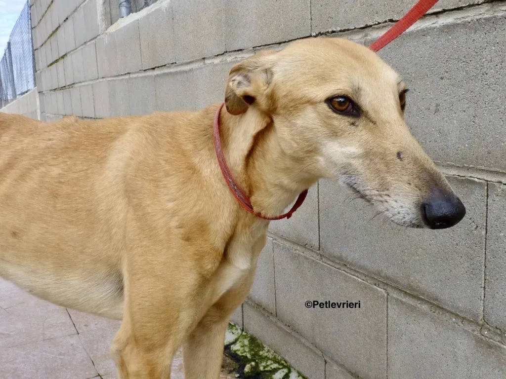 Yuma adozione levrieri galgo 02
