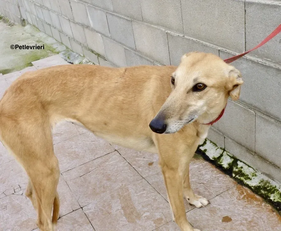 Yuma adozione levrieri galgo 03