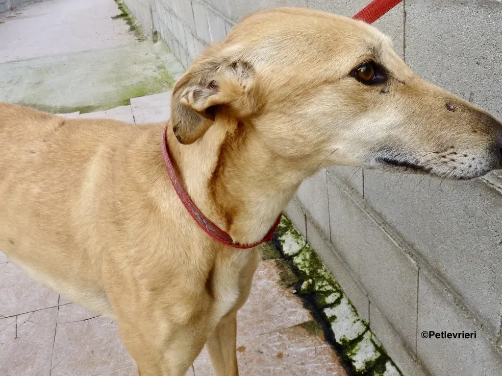 Yuma adozione levrieri galgo 04