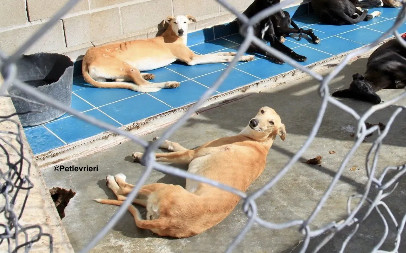 Yuma adozione levrieri galgo 05