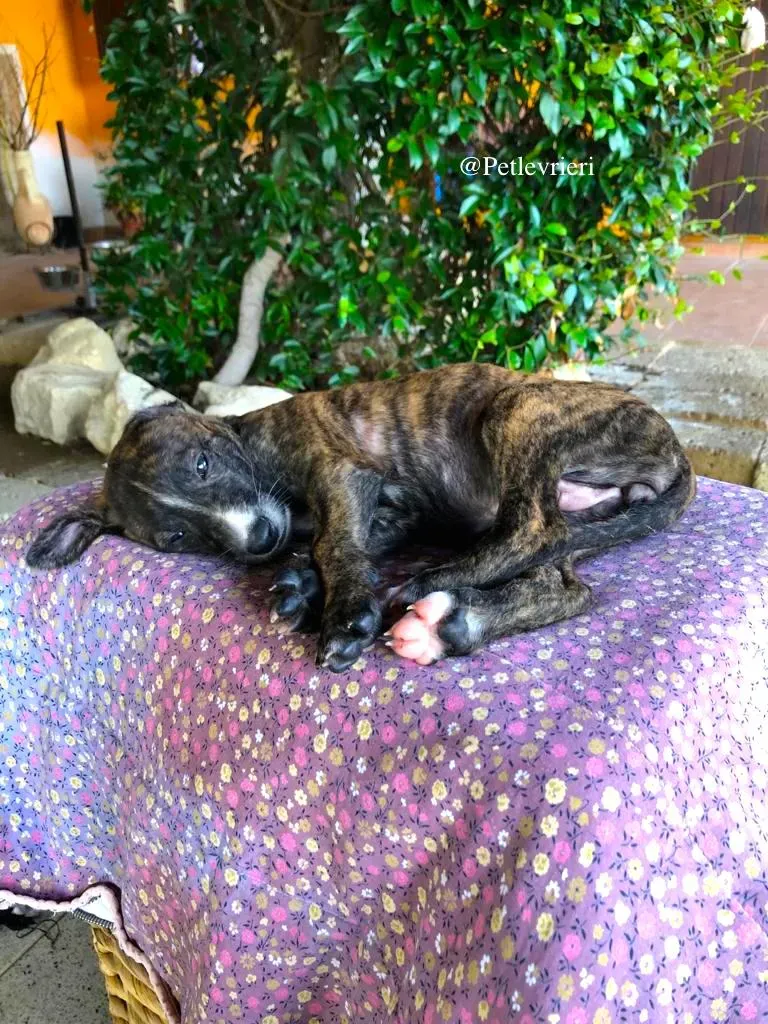 ZELDA adozione levrieri galgo 1