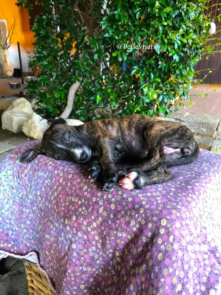 ZELDA adozione levrieri galgo 2